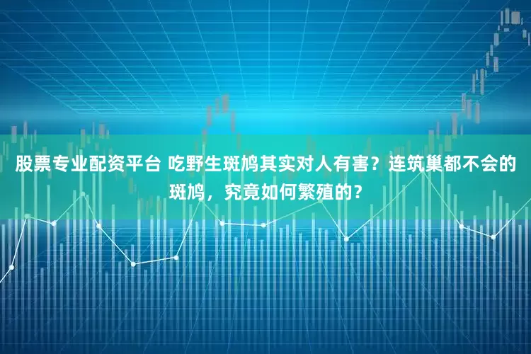 股票专业配资平台 吃野生斑鸠其实对人有害？连筑巢都不会的斑鸠，究竟如何繁殖的？